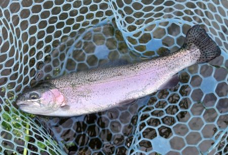 雨のフィッシングパーク高島の泉